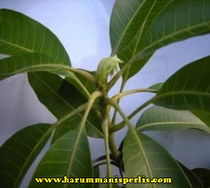 Pengeluaran Bunga Harum Manis