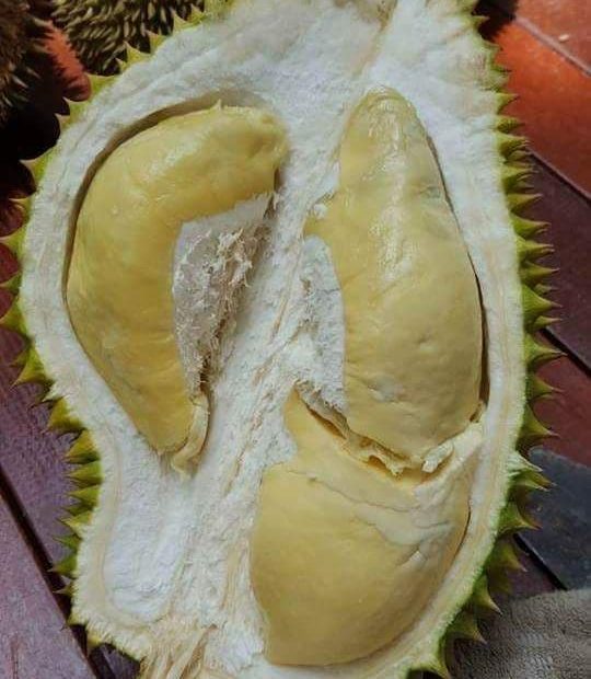 rahsia-bunga-durian-lebat-berkualiti